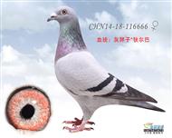 贺尔梅斯杂交鸽