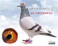 贺尔梅斯杂交鸽