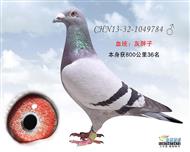 南方赛德近年来部分获奖鸽