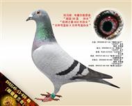 【超级普兰吉】“欧洲之星”外孙女！