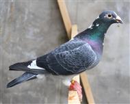 【慕利门白鼻号】