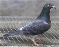 【慕利门美国小姐】