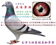 灰色男孩