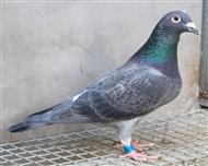 【慕利门完美公主】