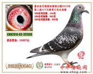 重庆144名（拍出）