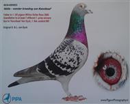 【所向无敌直子】