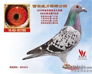 威力将军（拍出）