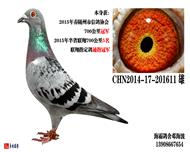 700冠军+300冠军(已售）