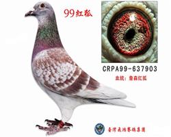 99红狐