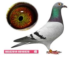 盖比·凡德纳比