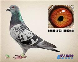 600公里国家赛八名