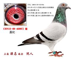 骠马9973