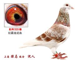 骠马999