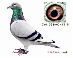 贺尔梅斯“灰胖子”直系鸽