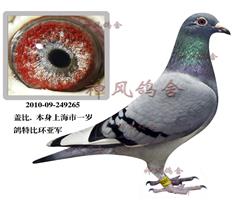 上海市一岁鸽特比亚军（已售出）