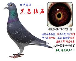 黑色钻石