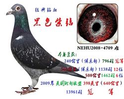 黑色紫钻