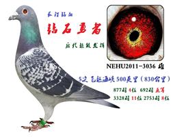 钻石勇者