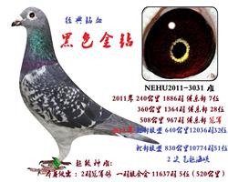 黑色金钻