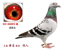 骠马66978