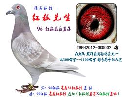 红狐先生