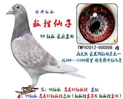 红狐仙子