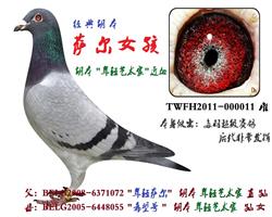 萨尔女孩