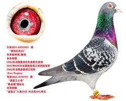 奥林匹克直子928