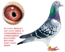 奥林匹克公主864