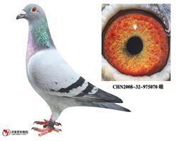 章丘公棚鸽王冠军