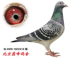 【年轻熊猫--华尔.詹吉】