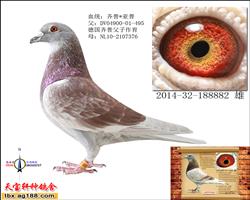 艾利登王子 直子