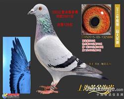 黄金海岸鸽王15（拍出）