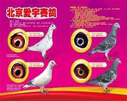 北京爱宇赛鸽