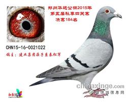 华远公棚决赛184名