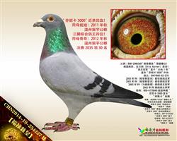 【福禄新皇】“芬妮卡5000”近亲曾孙