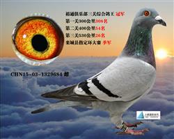 鸽王冠军（已转让）