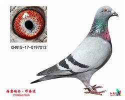 15年秋季超速冠军