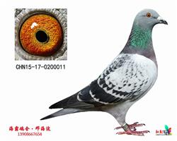 和平公棚季军（己售）