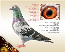 【龍之傳奇】三关鸽王殿军之父！