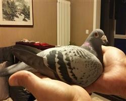 艾玛文先生直女【艾玛公主】