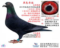 黑色奇迹800km当日归