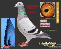 黄金海岸四关综合22名