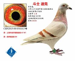 斗士迪克 上海市特比11名