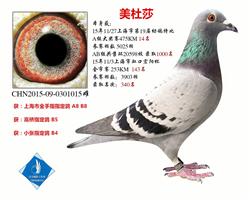 美杜莎 上海市特比14名