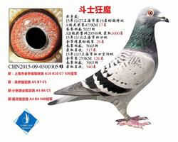 斗士狂魔 上海市特比17名 已转鸽友收藏