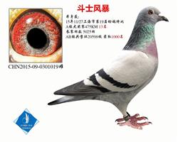 斗士风暴 上海市特比13名   已转鸽友