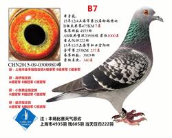 上海市特比B组7名   已转鸽友收藏