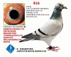 上海市特比B组16名   已转鸽友收藏