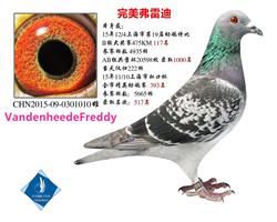 15年秋上海市幼鸽特比B组 已转